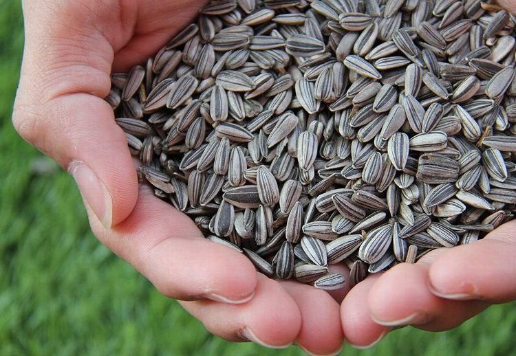 Semillas de girasol, ideales para corredores por sus vitaminas y minerales