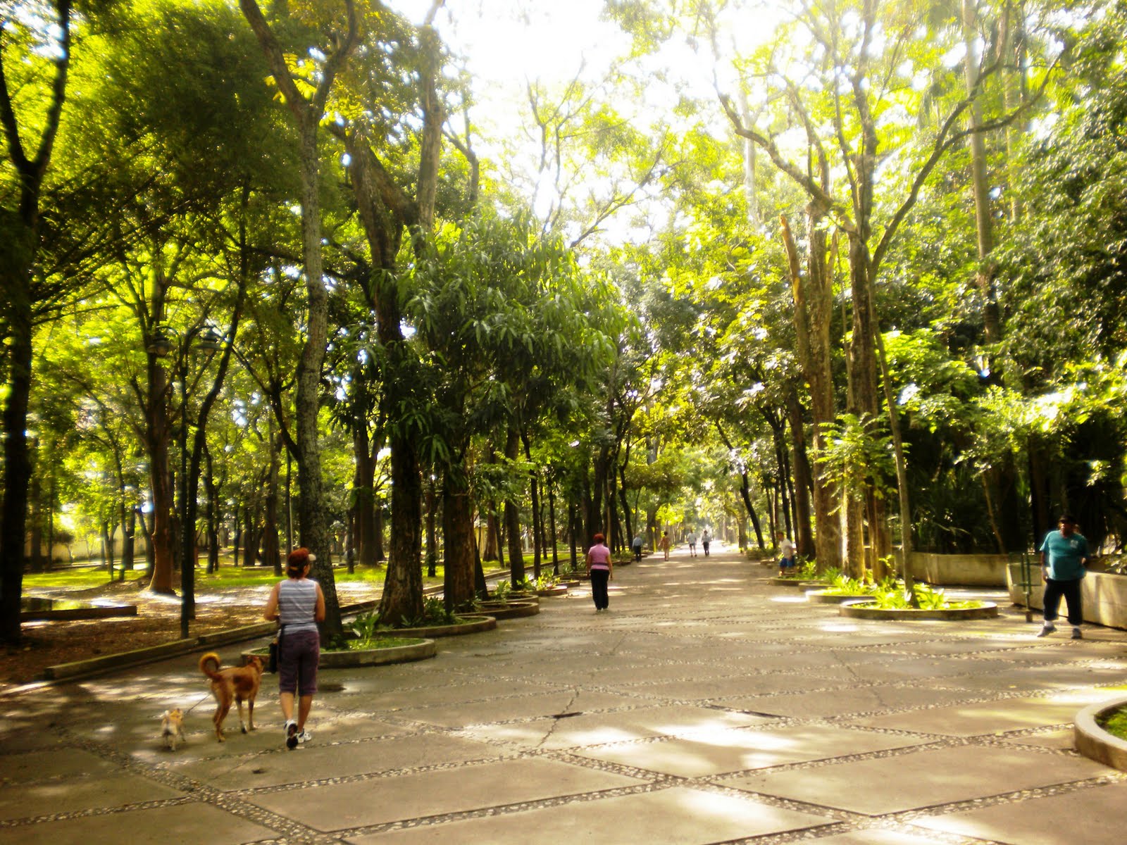 Inseguridad azota a visitantes y corredores en el Parque Los Caobos.